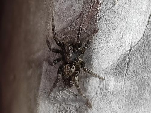 Arctosa leopardus